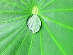 -陈家山荷花公园