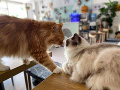 -平行世界·猫咖(首经贸店)