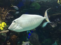 -瑞普利水族馆