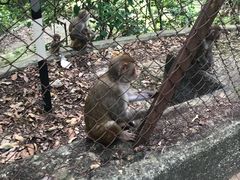 -狮子山郊野公园