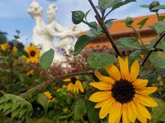 -深圳仙湖植物园