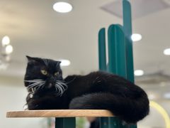 -共舞时光猫咖·狗咖(新街口店)