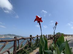 -枸杞岛