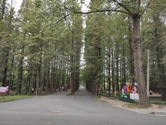 -日照海滨国家森林公园