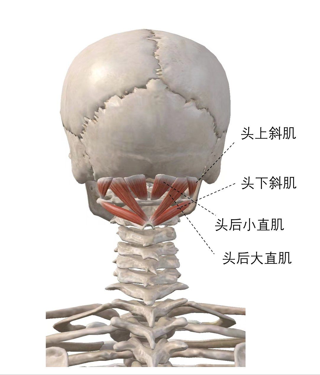 调节人体整体肌肉,肌张力