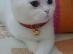 -Bastet sally猫舍购宠(静安店)