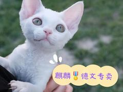 -十年猫舍·猫咪专门店(普陀店)