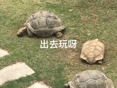 -广东惠东海龟国家级自然保护区