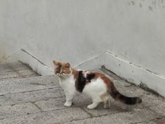 -猫岛主趣味餐厅(鼓浪屿店)