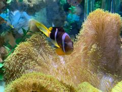 -太平洋海底世界