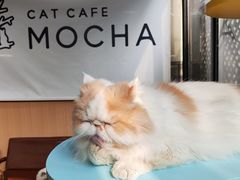 -MOCHA明星猫咖(田子坊店)