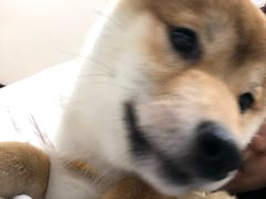 -逗柴咖啡屋·狗咖猫咖宠物桌游
