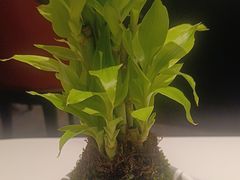 -新海渔港·胶东海鲜家常菜·家宴(奥体中心店)