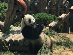 -大连森林动物园