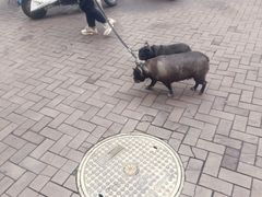 -万达影城(蜀都万达广场IMAX店)