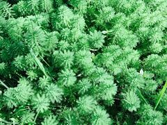 -合肥滨湖国家森林公园