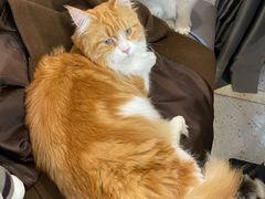 -喵园·猫主题咖啡厅·撸猫·猫咖(国贸店)