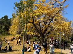 -千年银杏谷文化旅游区