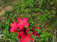 -天适樱花悠乐园