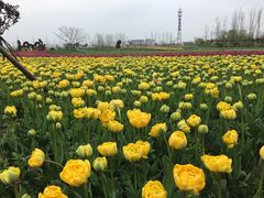-荷兰花海