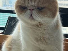 -喵园·猫主题咖啡厅·撸猫·猫咖(国贸店)