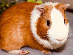 -雨林宠物医院 非犬猫异宠专科