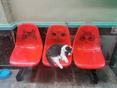 -猫咪博物馆(顶澳仔猫街店)