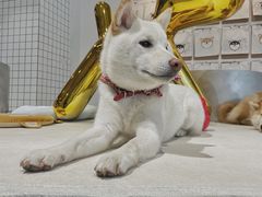 -柴务处·柴犬主题狗咖