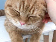 -喵的天空名猫咖啡馆·撸猫·猫舍·用品