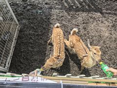 -吉林市朱雀山国家森林公园