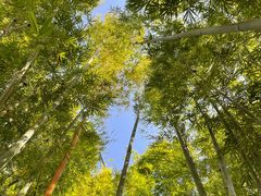 -苏家围·东江画廊旅游景区