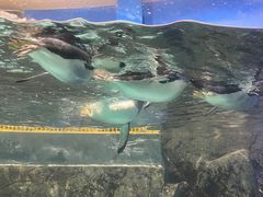 -成都浩海立方海洋公园