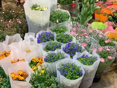 -双季花艺园艺市场(浦东店)