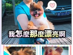 -爱宠屋pet shop·宠物洗澡·宠物美容