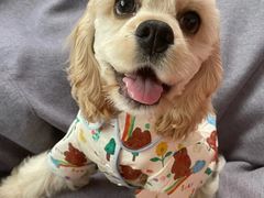 -萌宠之家·腊肠犬·马尔泰·小体犬舍