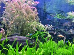 -上海海洋水族馆