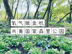 -上海共青森林公园
