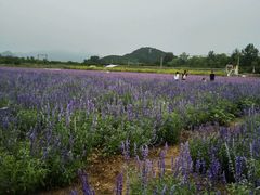 android_upload_pic-北京东方普罗旺斯薰衣草庄园