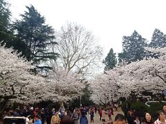 -武汉大学-樱园