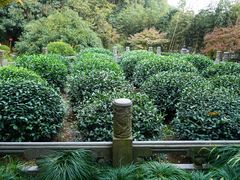 -十八棵（老龙井）御茶园(老龙井店)