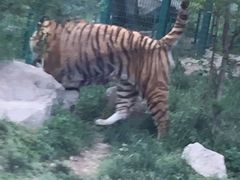 -西安秦岭野生动物园