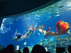-海合安武汉极地海洋公园