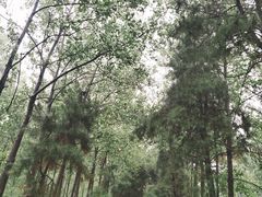 -合肥滨湖国家森林公园