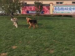 -趣玩宠物乐园寄养训犬训狗游泳池
