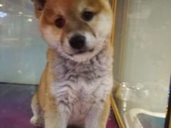 -乐宠宠物店(世纪金源店)