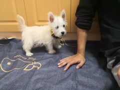 -翊宠yipet猫狗购宠庄园犬舍•猫舍