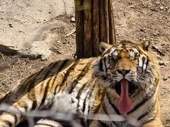 -大连森林动物园