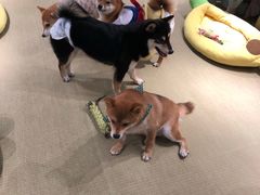 -逗柴咖啡屋·狗咖猫咖宠物桌游