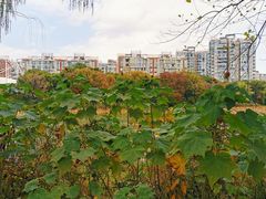-新江湾城公园