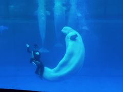 -秦皇岛乐岛海洋王国